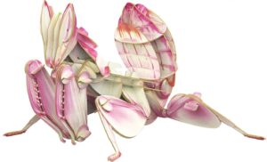 MAKEBUG 3D papīra puzle Orhideju dievlūdzējs, MB-B-0003