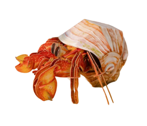 MAKEBUG 3D papīra puzle Eremītkrabis, MB-B-0008